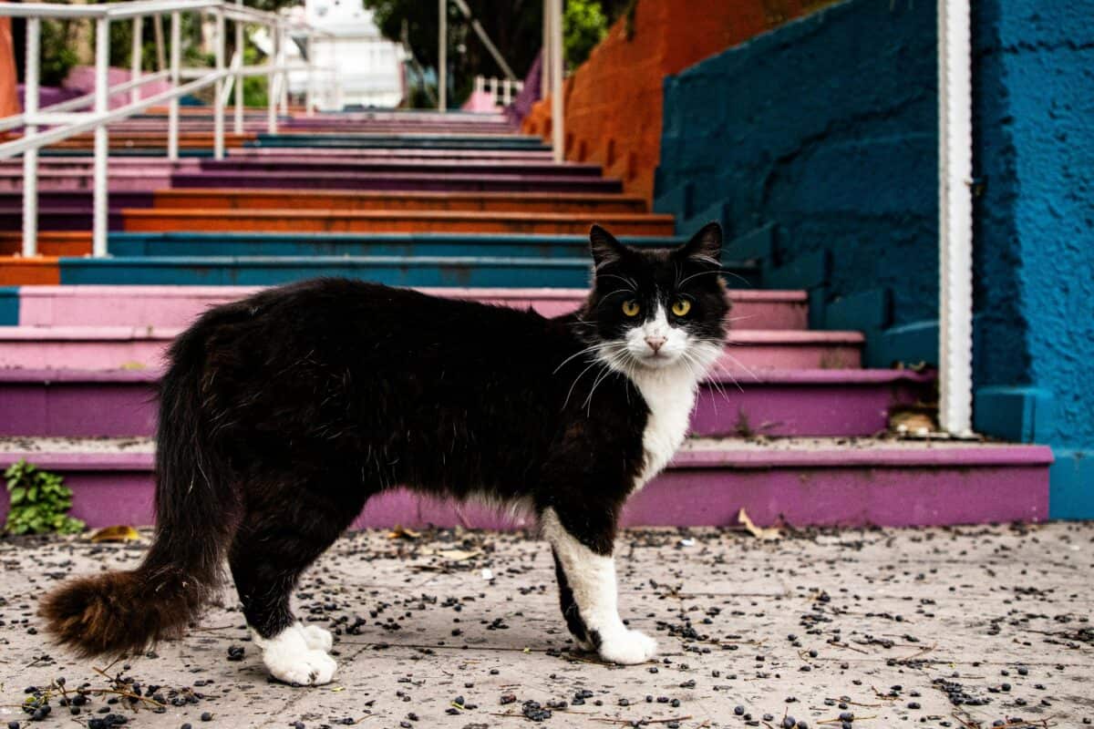 Un chat errant errant dans la ville.
