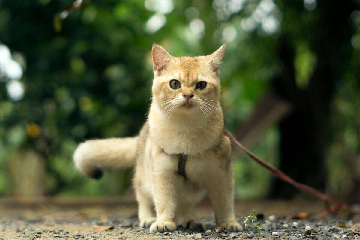 Un joli chat moelleux portant une laisse profitant d'une promenade dans un parc verdoyant.
