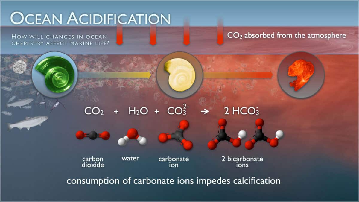 Acidification des océans