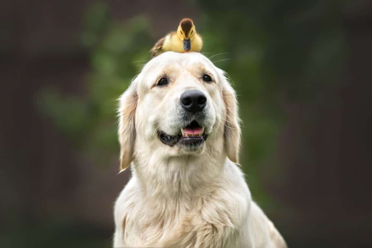 chien et canard