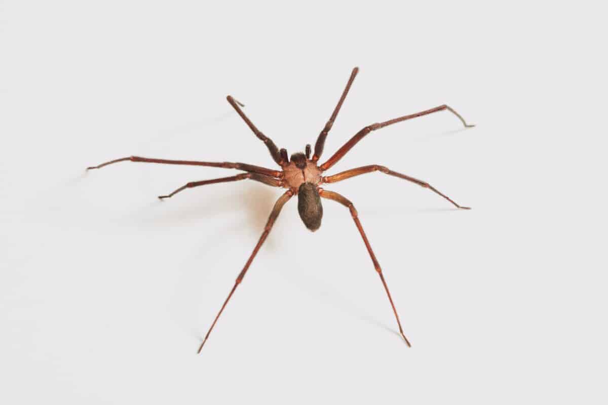 Araignée recluse brune