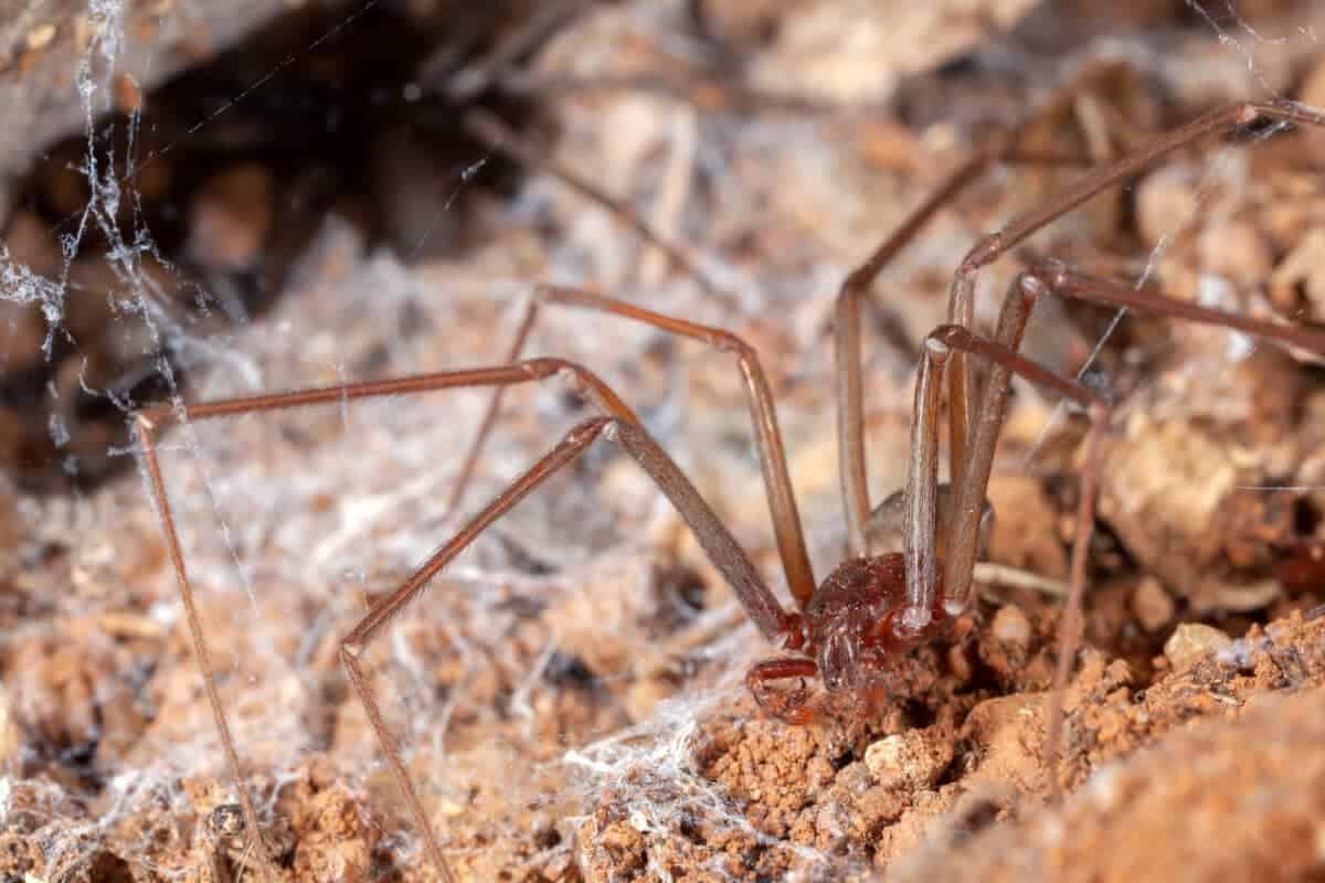 morsure d'araignée recluse brune
