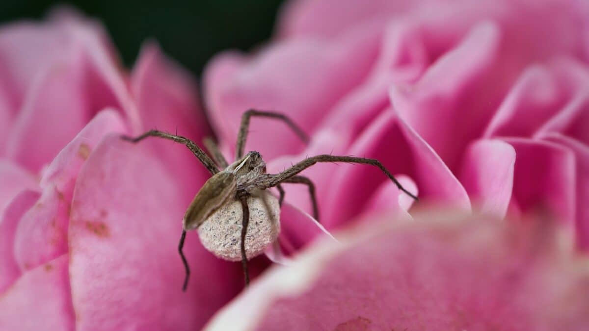 Araignée recluse brune