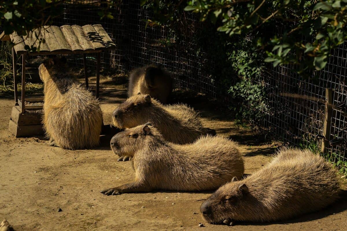 un groupe d'animaux assis dans la terre