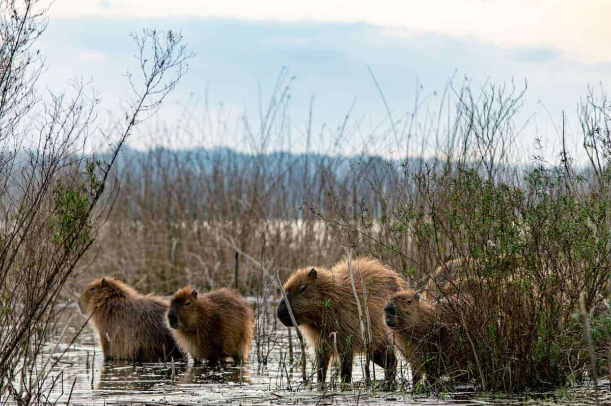 un troupeau de capybaras