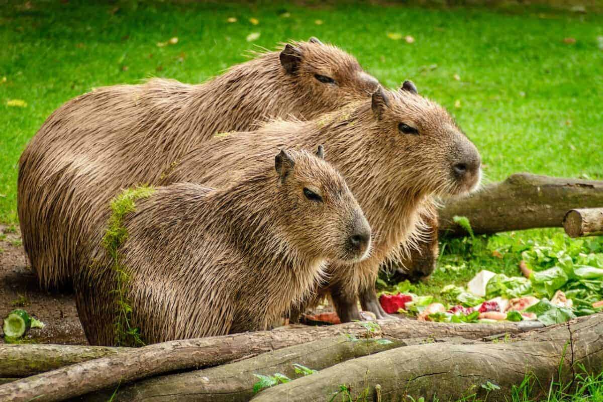 trois capybaras