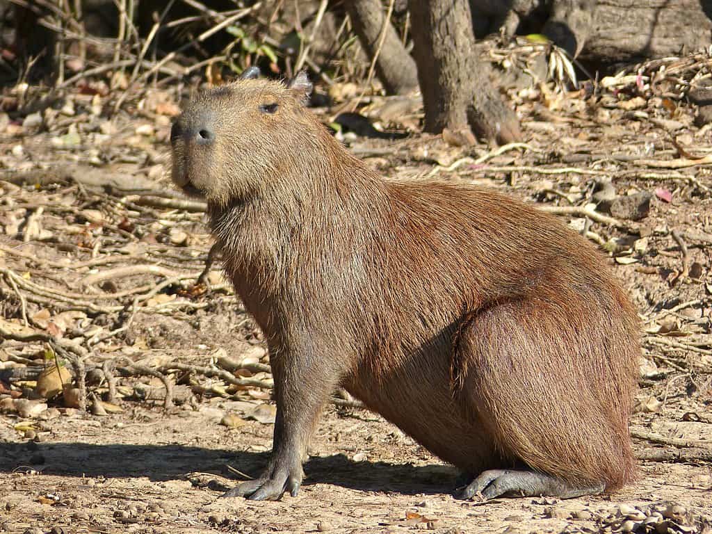 Capybara sur herbe sèche