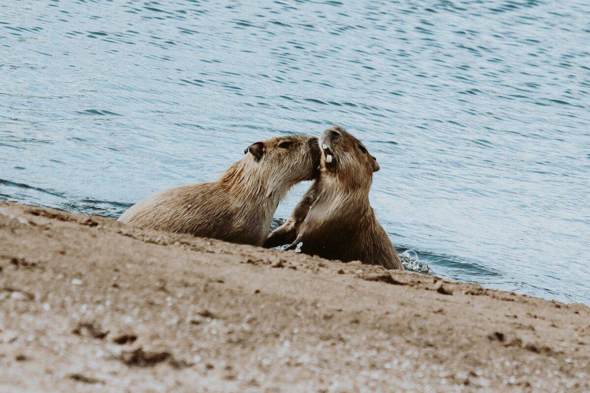 Capybara