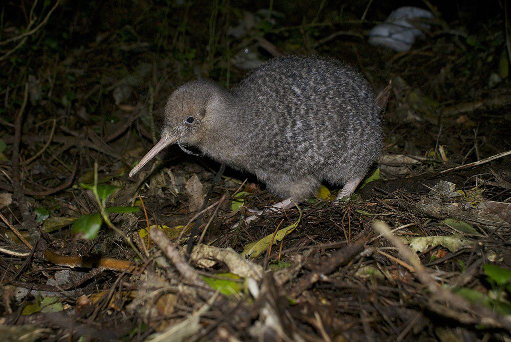 Kiwi mangeant un congé