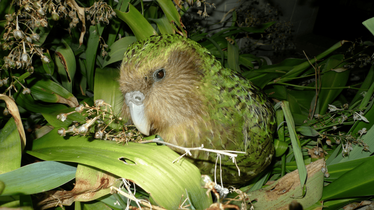 beau kakapo en forêt