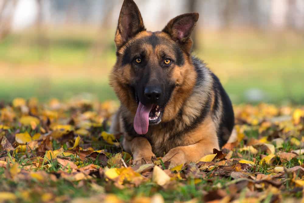 Chien de berger allemand posé sur l'herbe