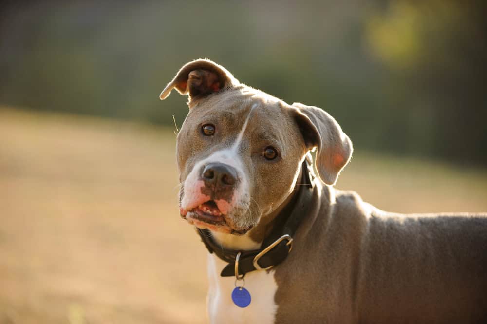American Pit Bull Terrier chien portrait en plein air head shot