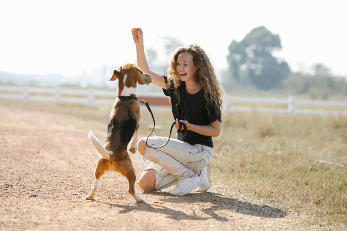 dressage de chien