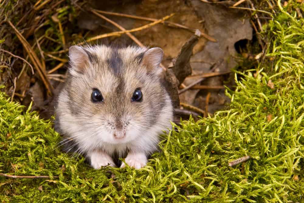 Hamster assis dans l'herbe.