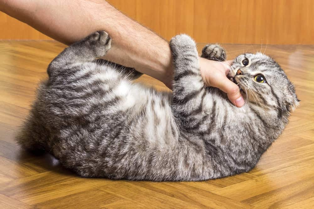 Un chat mord la main d'un homme en essayant de le caresser.