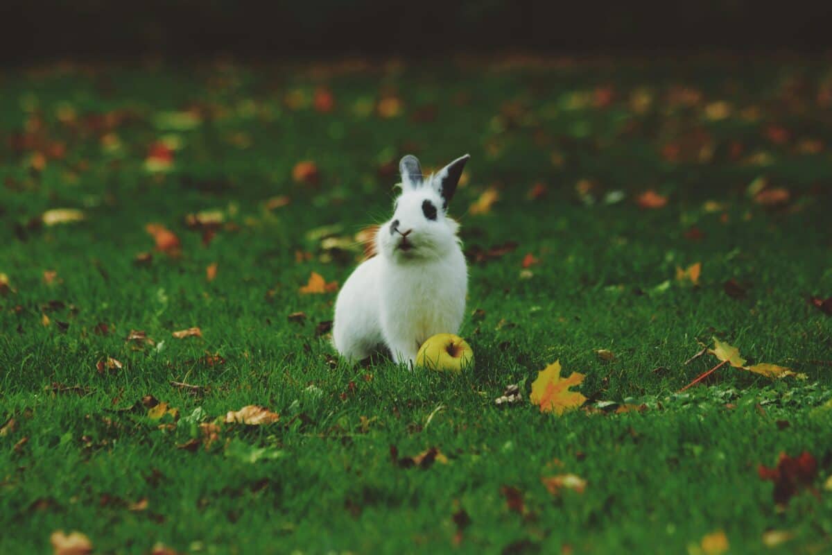 Lapin