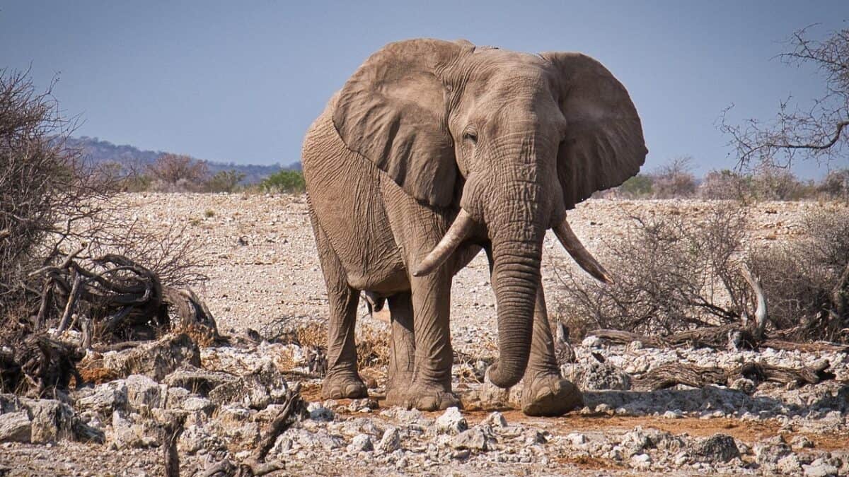 Éléphant à Etosha