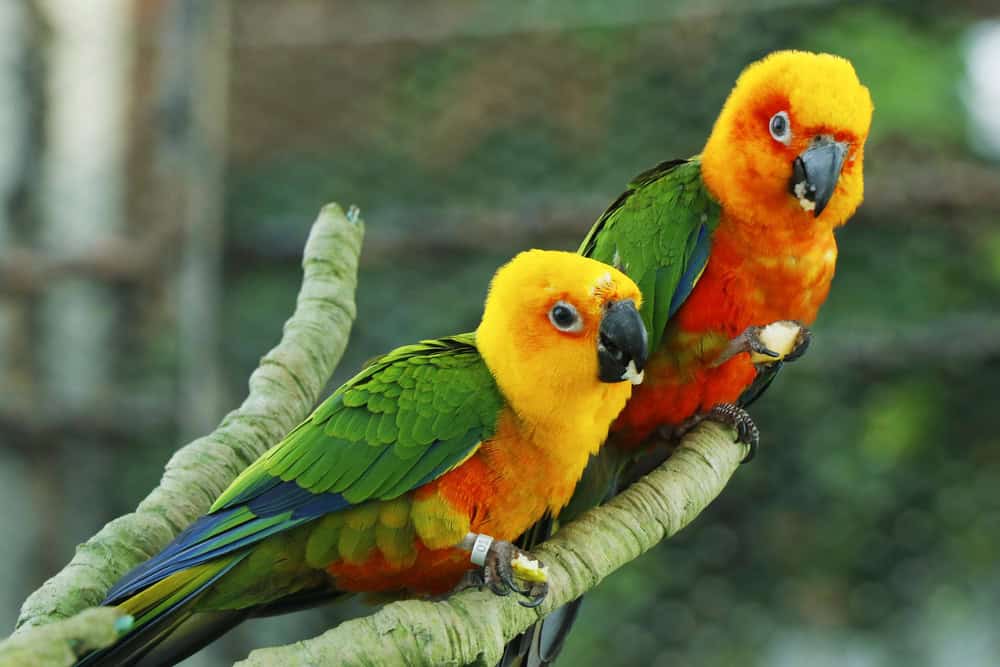 Perroquets debout sur une branche d’arbre. 