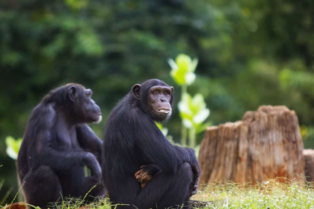 Chimpanzé assis et relaxant dans la nature. 
