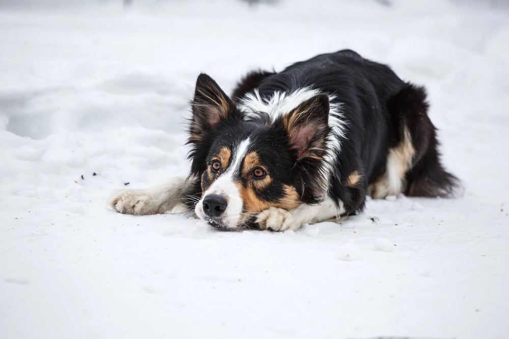 Border Collie tricolore