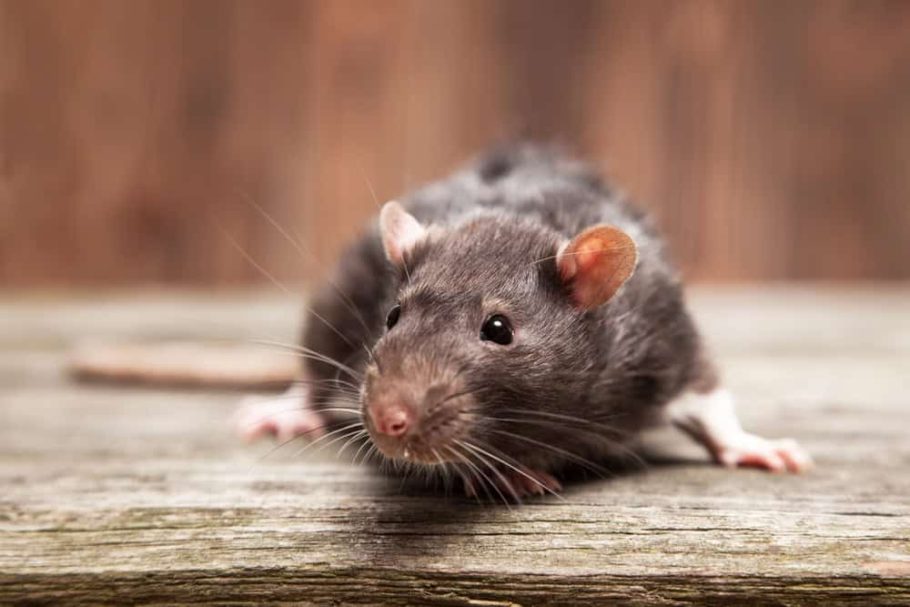 Rat de compagnie