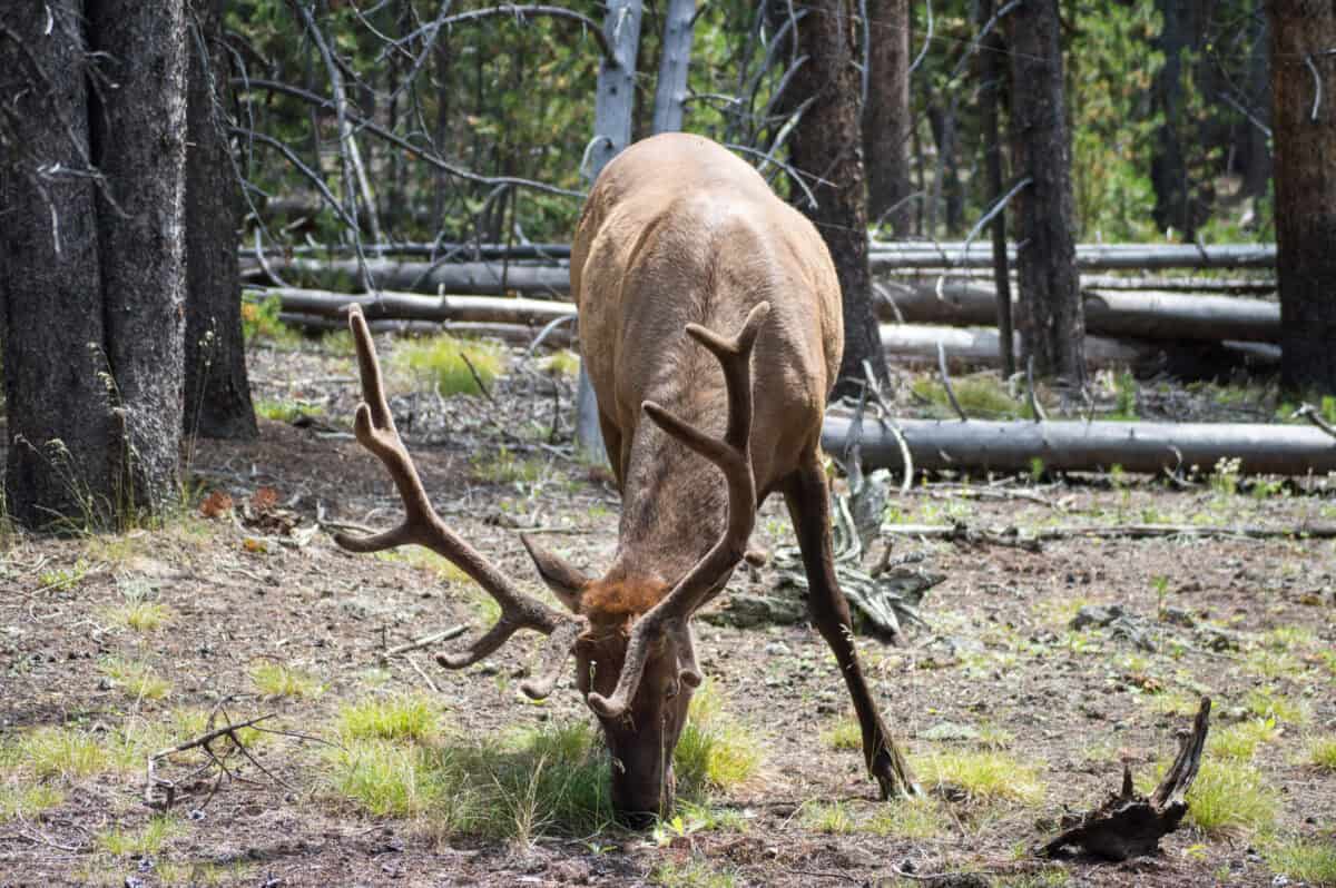 Un wapiti dans le parc national de Yellowstone.