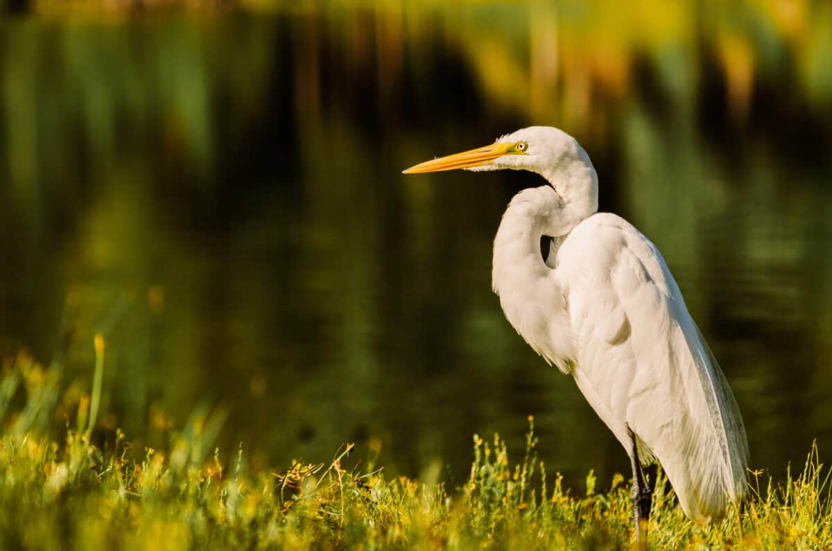 Aigrette