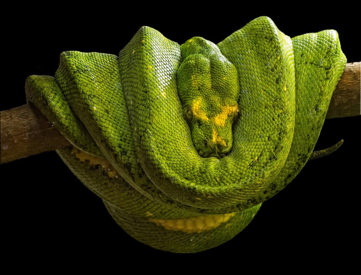 Le boa émeraude (Corallus caninus) est une espèce de boa non venimeuse qui habite les forêts tropicales humides d'Amérique du Sud. Il n’existe actuellement aucune sous-espèce reconnue.