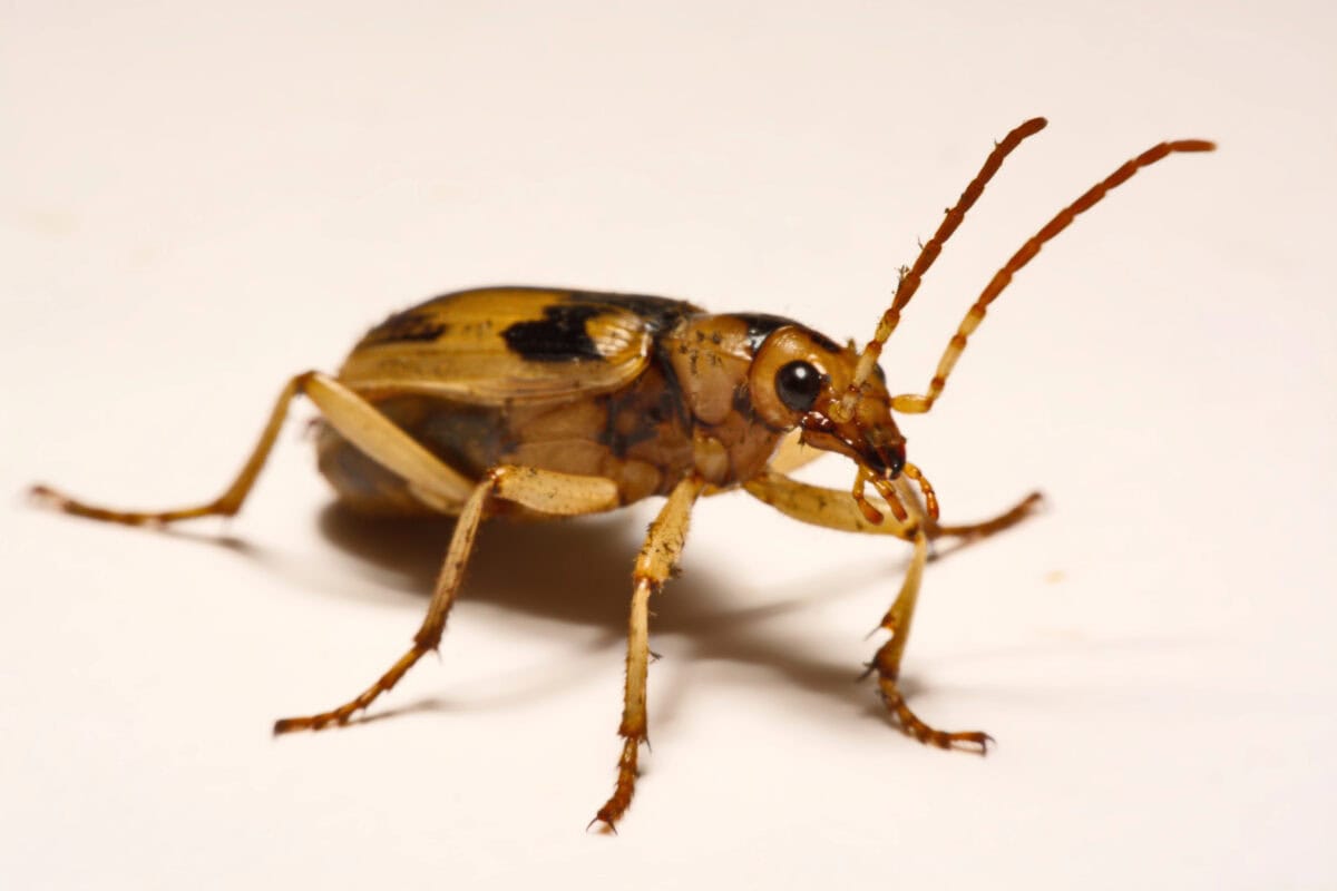 Coccinelle bombardier