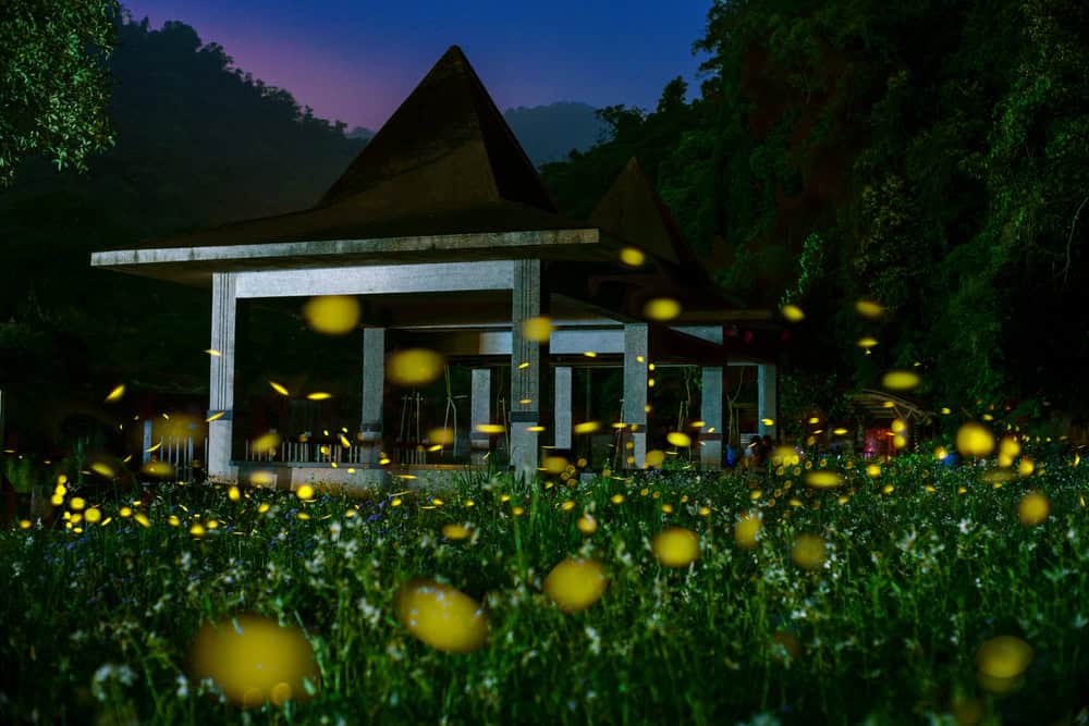 Lucioles dans la campagne de hsinchu la nuit