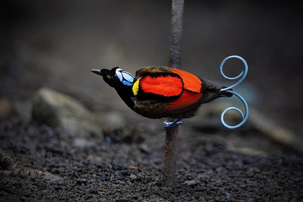 Wilson oiseau de paradis