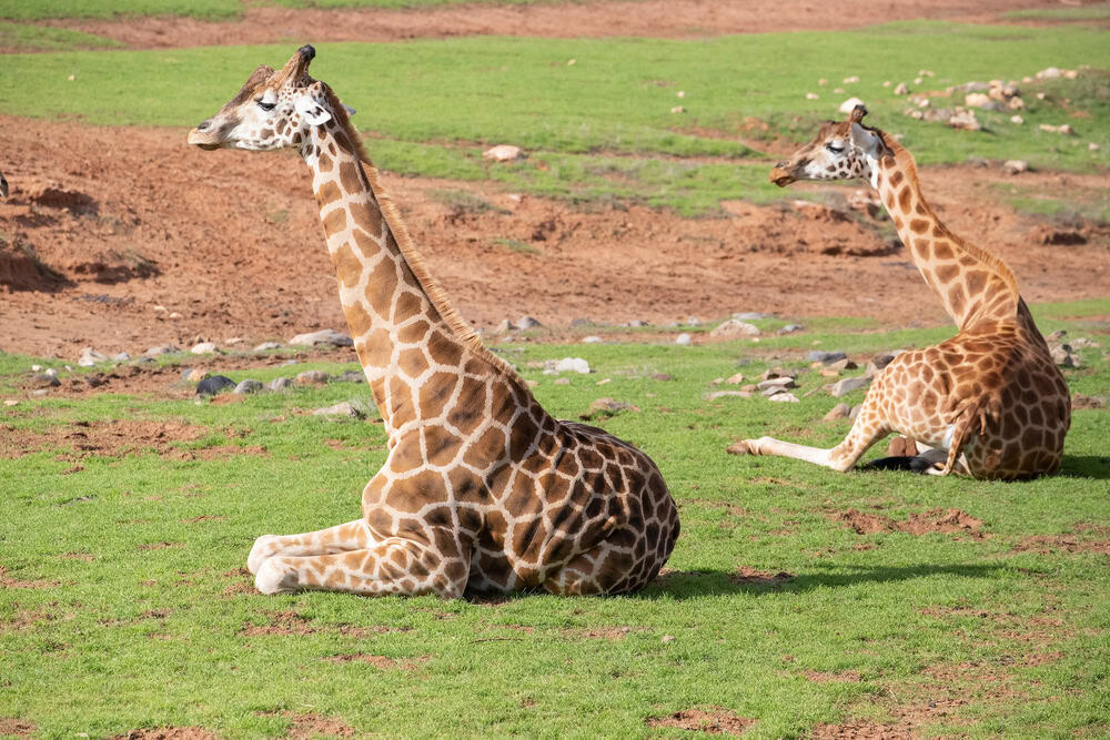 Girafes dormant.