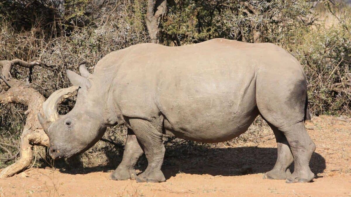 Un rhinocéros blanc debout dans son habitat naturel entouré de feuillage sec et de paysage de savane.
