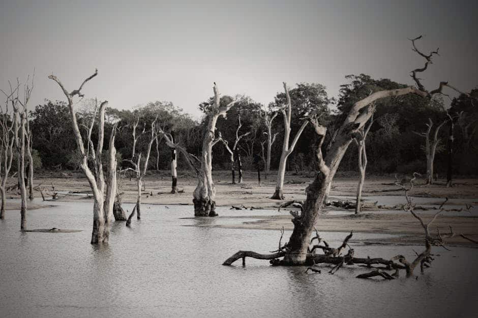 L'inondation de Saint-Louis de 1993 (crédits image : pexels)
