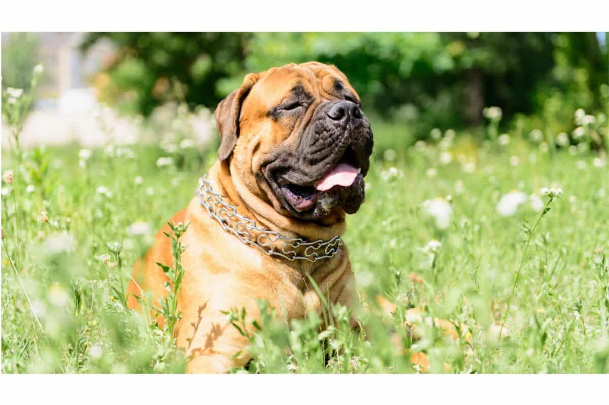 bullmastiff