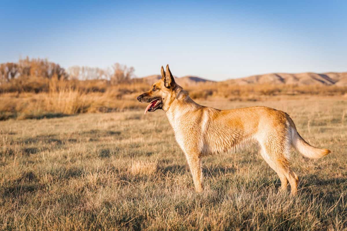 Malinois belge