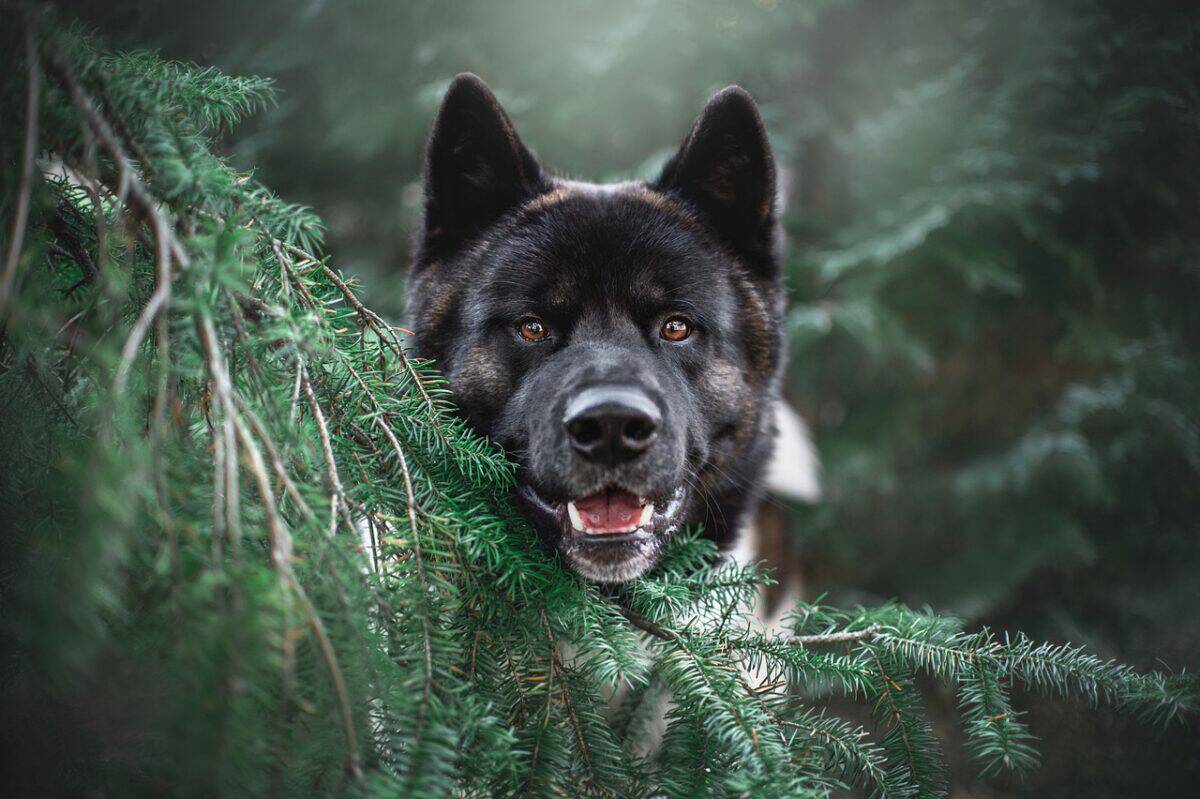 Chien Akita jetant un coup d'oeil derrière un arbre
