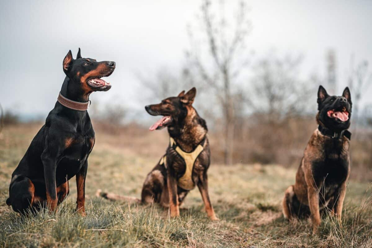 Dobermann Pinscher