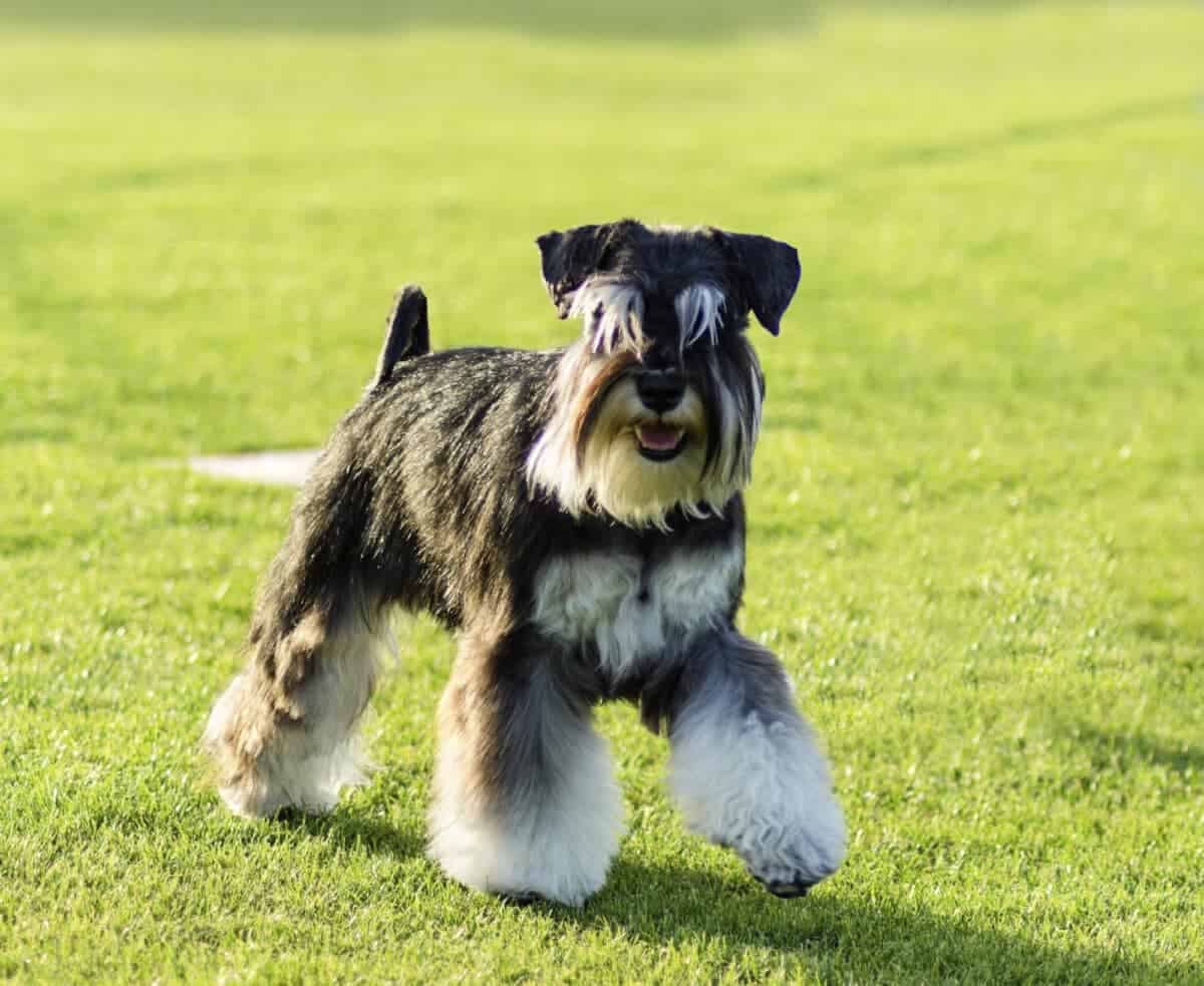 schnauzer nain
