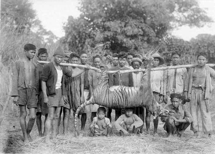 Tigre de Java