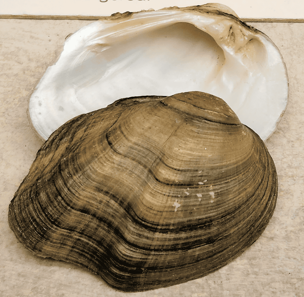 moule nacrée