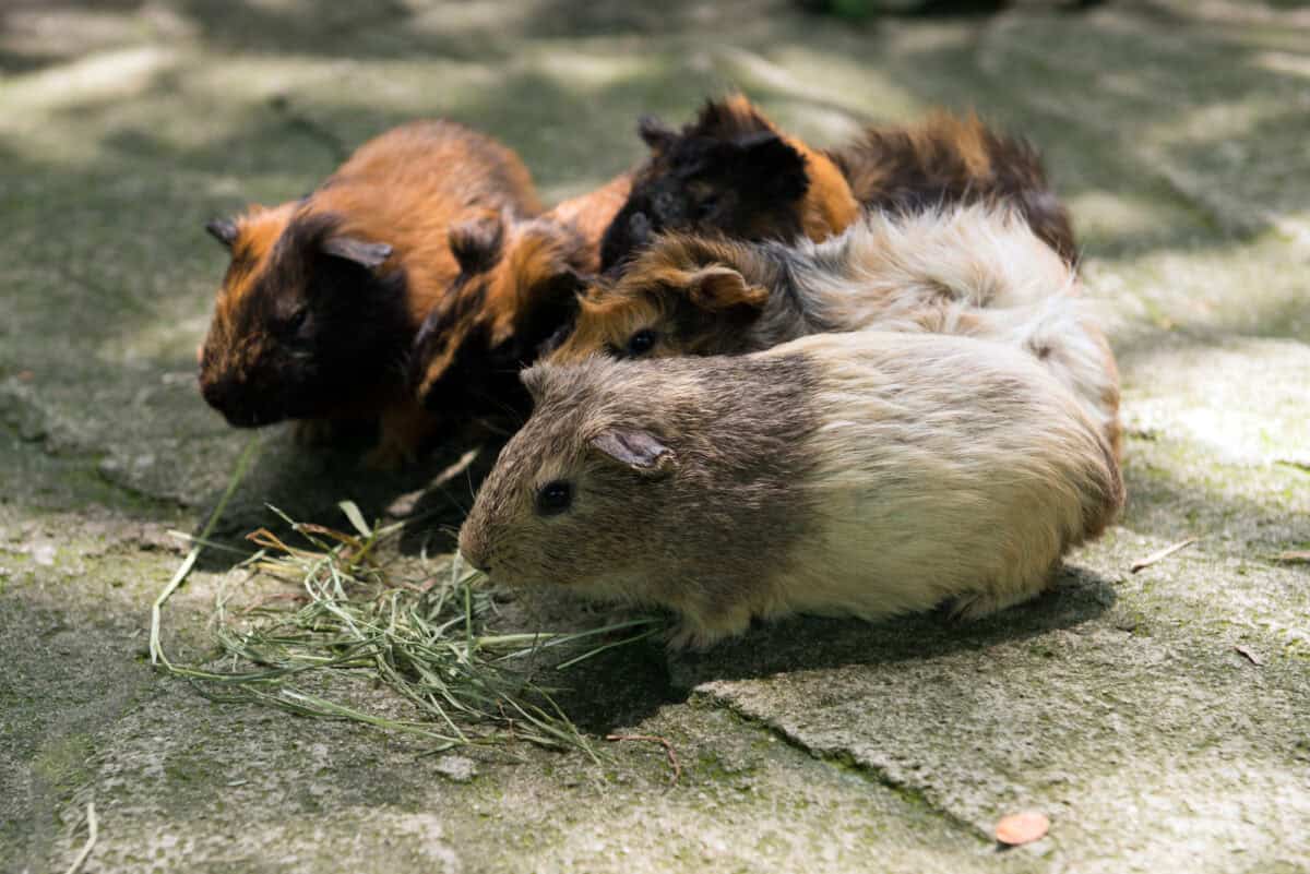 Hamsters mangeant de l'herbe 