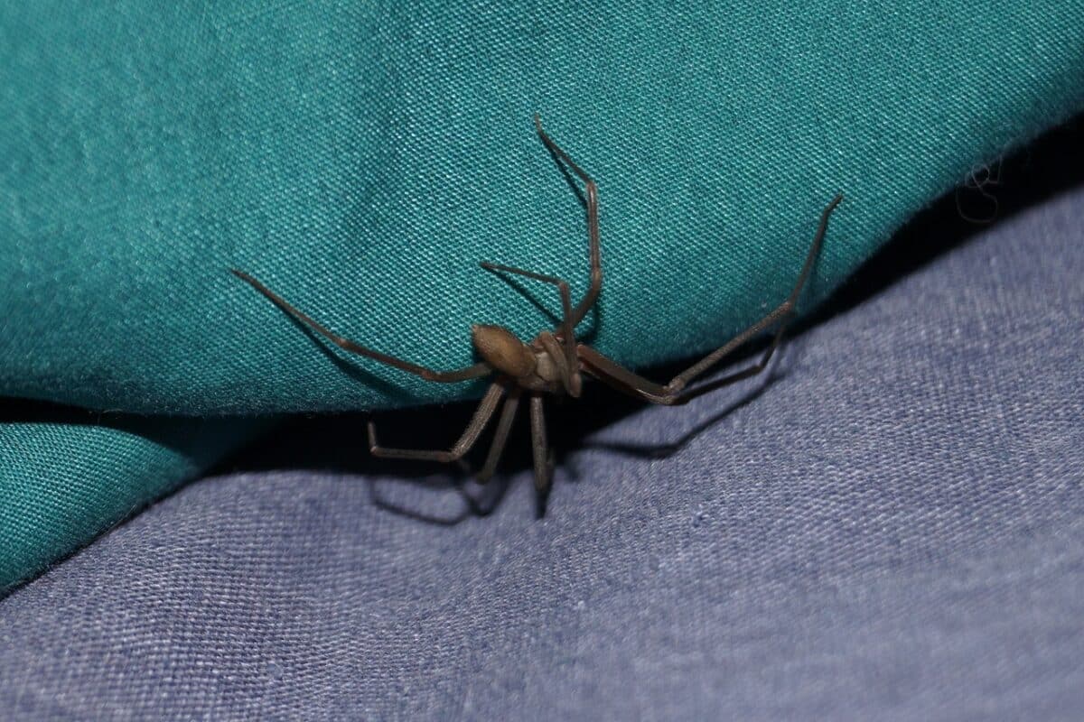 Araignée recluse brune