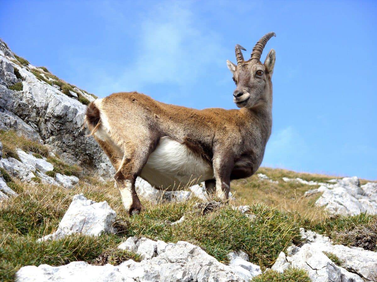 chèvre de montagne