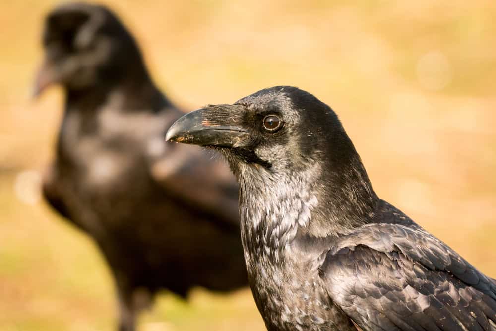 Beau corbeau noir 