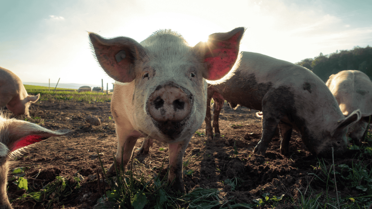 Les cochons mangent.