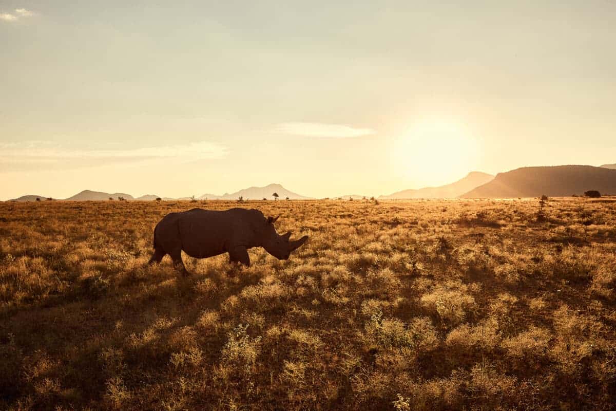 Rhinocéros Ames