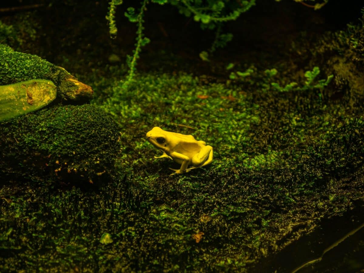 la grenouille la plus venimeuse du monde