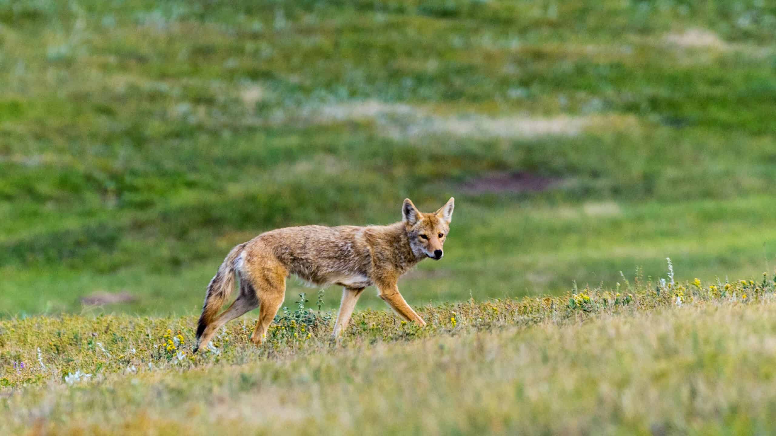 Coyote près de Wind Cave, Dakota du Sud