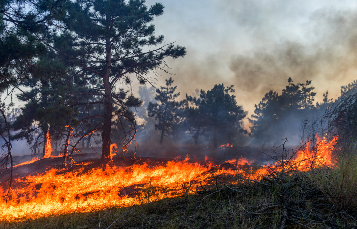 Les incendies de forêt peuvent atteindre des températures de 1 500 °F ou plus